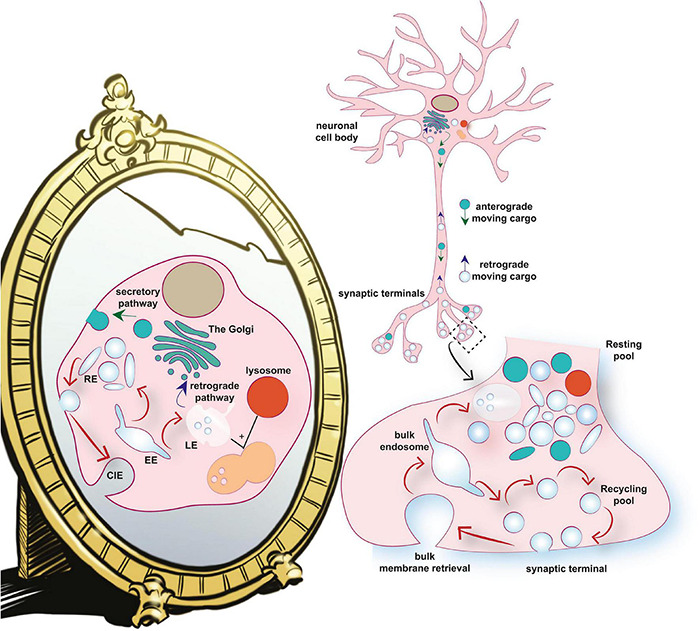 FIGURE 1