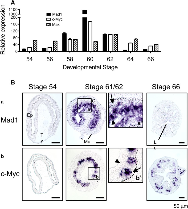 Fig. 1