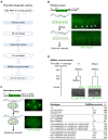 Figure 1.
<b>
Genetic screen for activators of
<i>
egl-1
</i>
expression using RNA-mediated interference
</b>