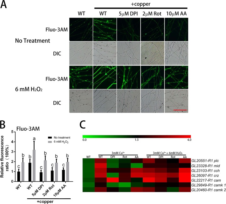 FIG 6