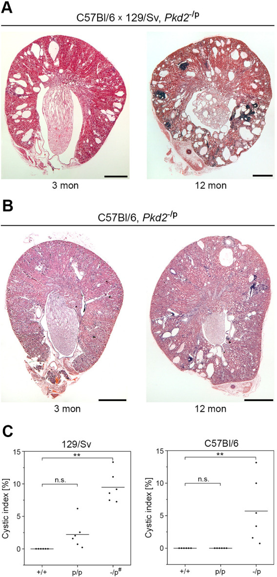 Fig. 8.