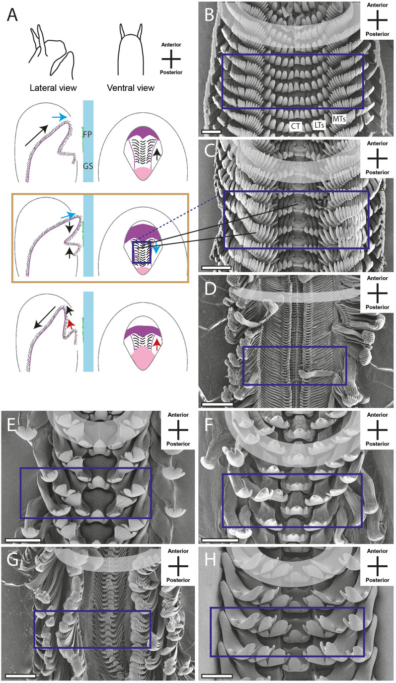 Fig. 5.