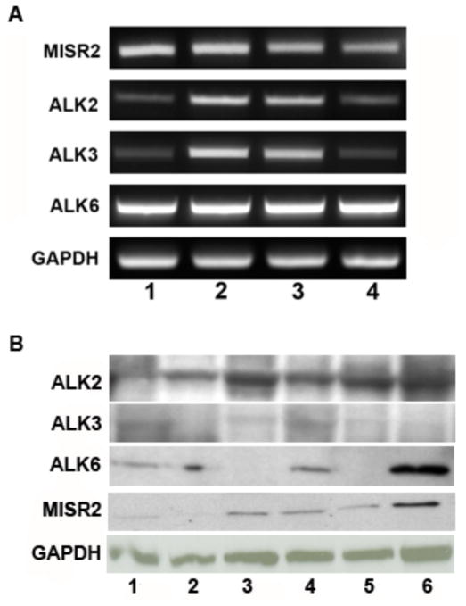 Fig. (4)