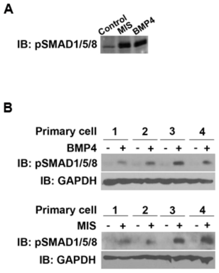 Fig. (5)