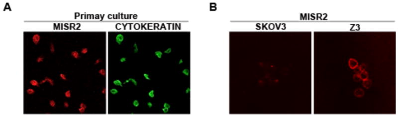 Fig. (3)