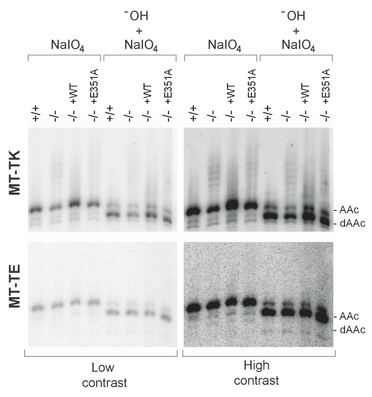 Figure 4—figure supplement 3.