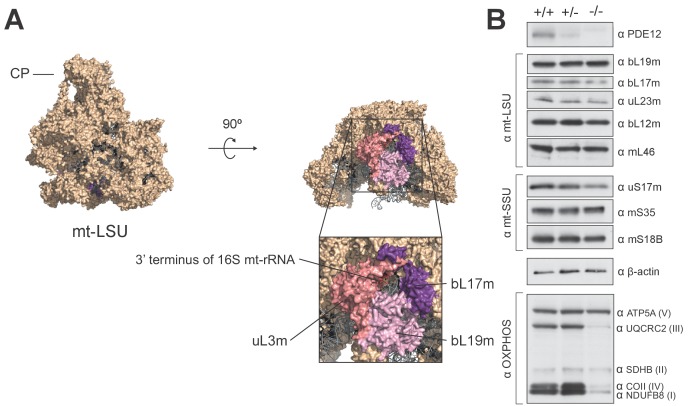 Figure 5—figure supplement 1.