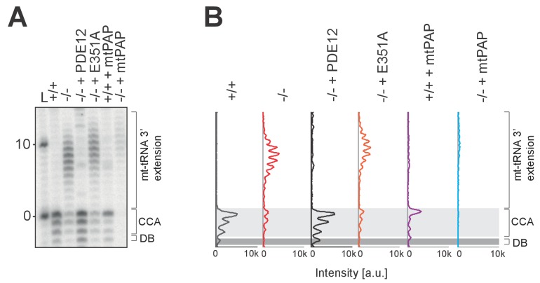 Figure 4—figure supplement 1.