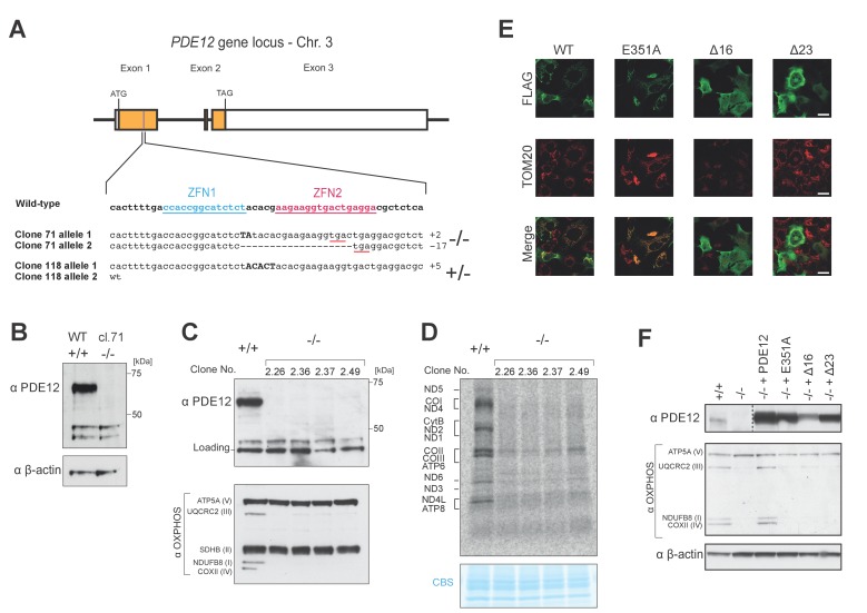 Figure 1—figure supplement 1.