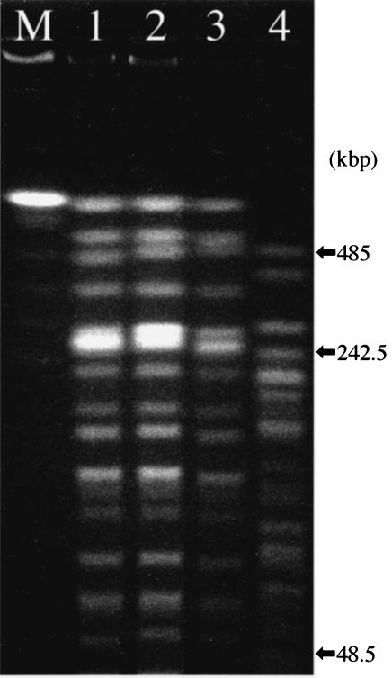 FIG. 2.