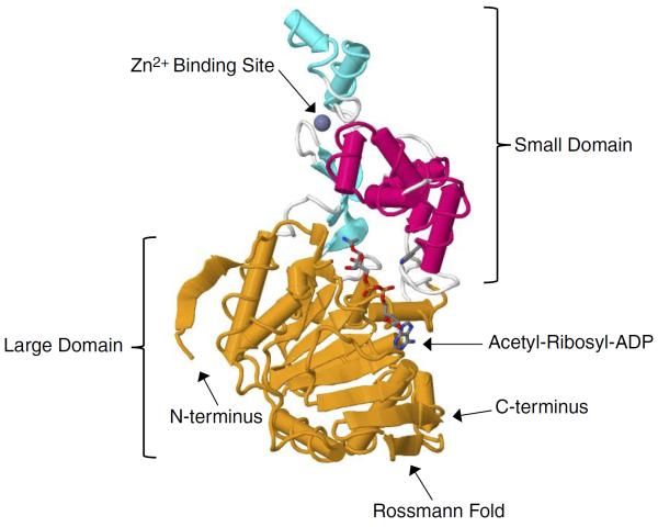 FIGURE 1