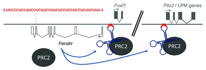 graphic file with name rna-10-1579-g2.jpg