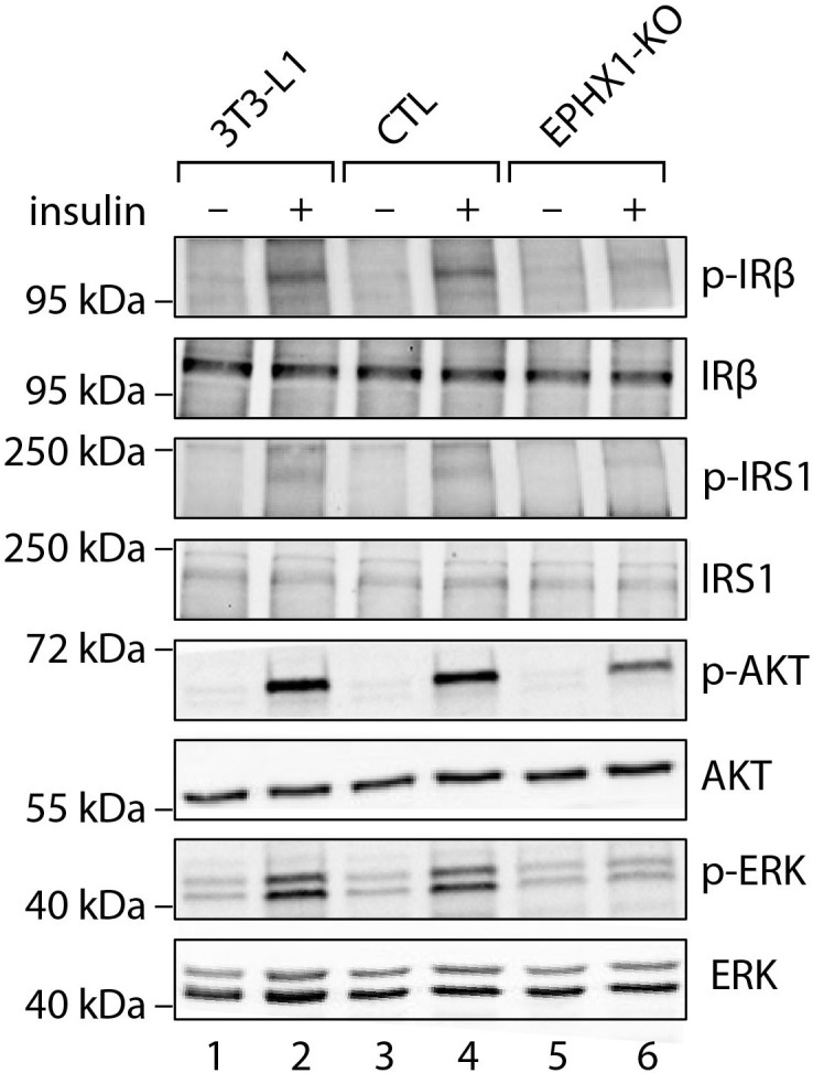 Figure 4—figure supplement 4.