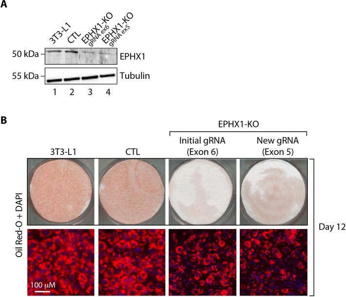 Figure 4—figure supplement 5.