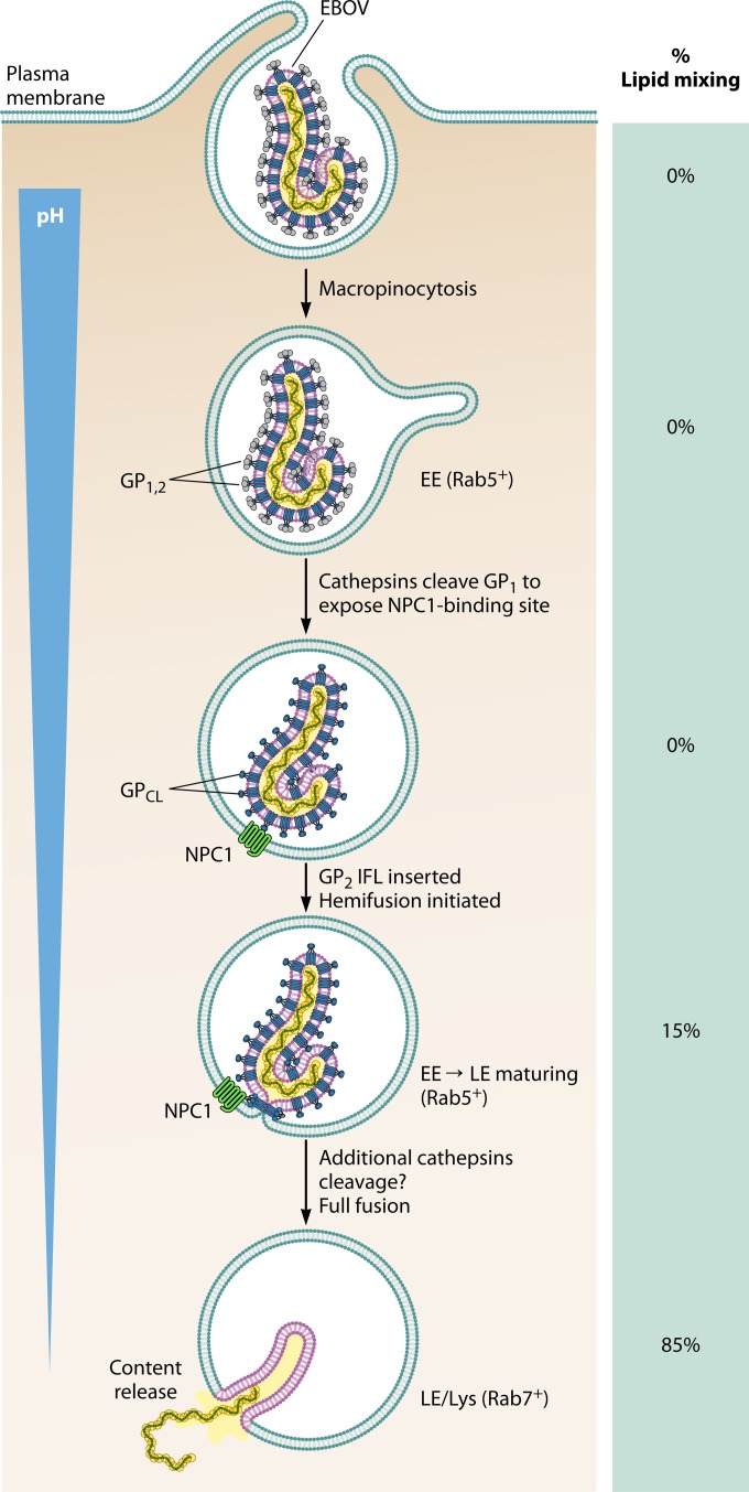 FIG 1 