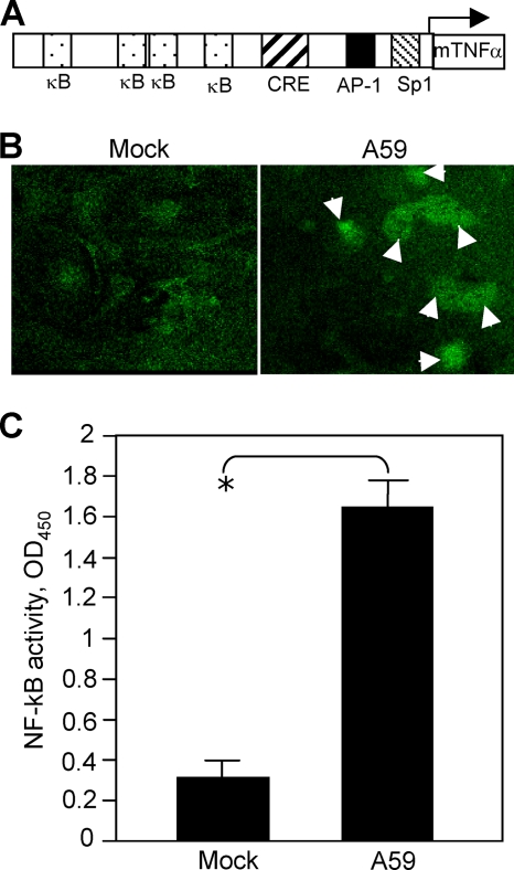 FIG. 7.