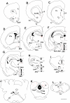 Supplementary Fig. S2