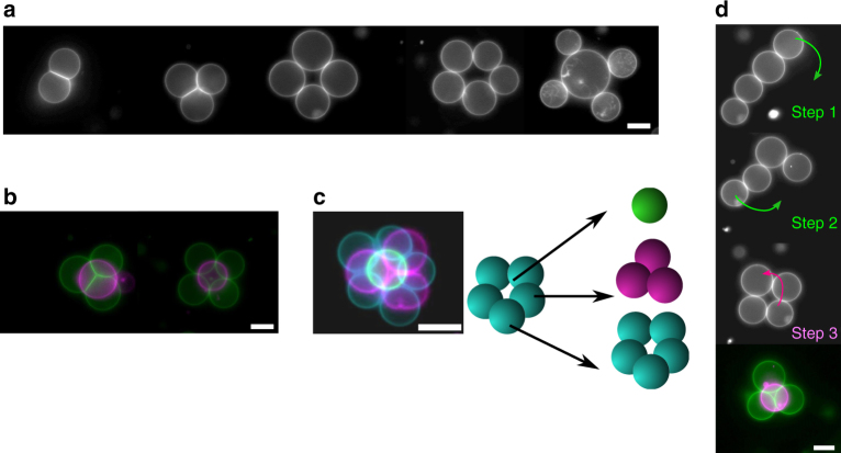 Fig. 2