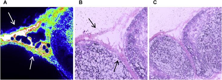 Fig. 6