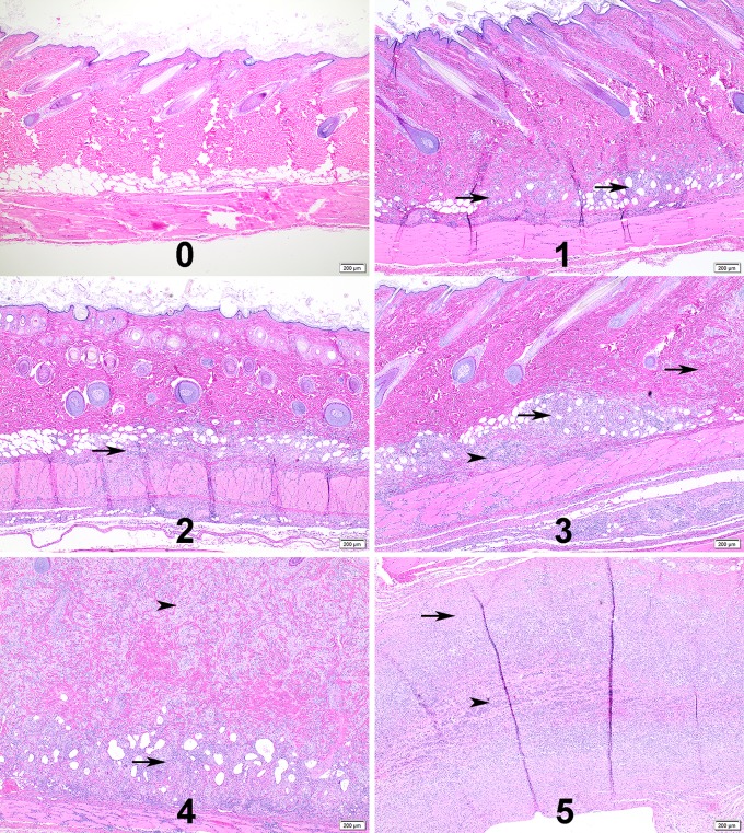 Fig 6