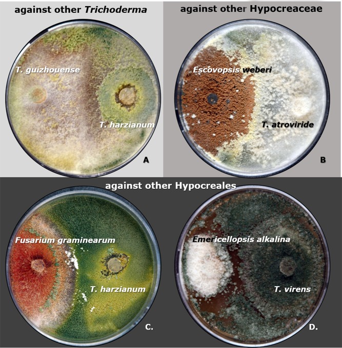 Fig 10