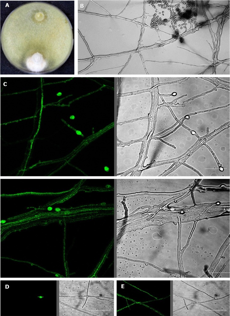 Fig 9