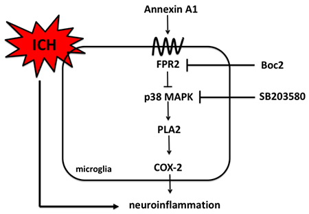 graphic file with name nihms-1529507-f0006.jpg