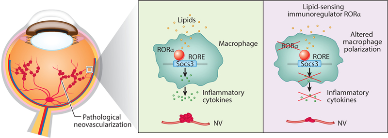 Figure 4: