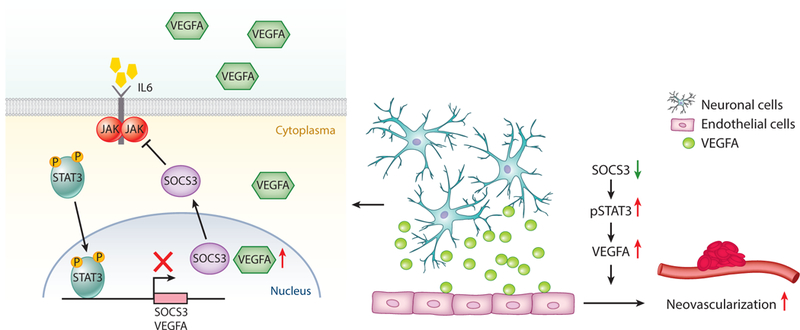 Figure 2: