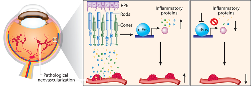 Figure 3: