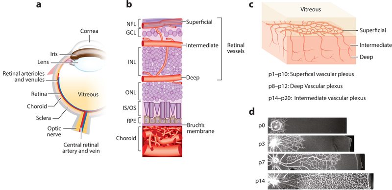 Figure 1: