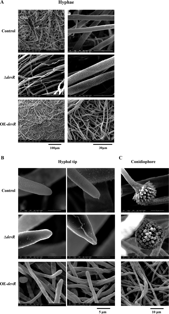 FIG 2