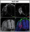Figure 2—figure supplement 2.