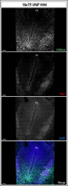 Figure 4—figure supplement 1.