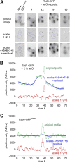 Figure 7—figure supplement 1.