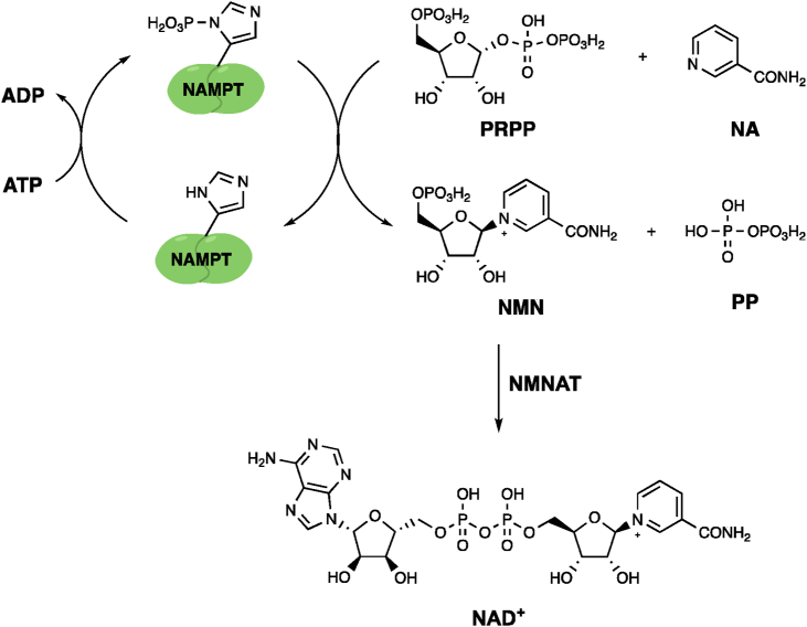 Figure 1