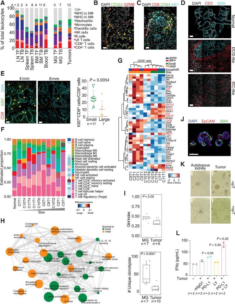 Figure 2. The immune microenvironment of NMU-induced mammary tumors. A, Leukocyte composition of the indicated tissues from tumor-bearing (TB) or tumor-free (TF) animals from the characterization cohort (see Fig. 1) determined by polychromatic flow cytometry. LN, mammary gland-draining lymph node. BM, bone marrow. MG, mammary gland. *, P < 0.05 on Mann–Whitney–Wilcoxon test. B, Immunofluorescence analysis for CD244 (NK cells) and granzyme b (GZMB). C, Immunofluorescence analysis for CD8 (cytotoxic T cells), CD44, and Ki67. Yellow arrows, Ki68+CD44+CD8+ cells. D, Immunofluorescence analysis of CD3 T-cell and SMA myoepithelial markers in normal, DCIS-like, and IDC-like regions. E, Immunofluorescence analysis of Ki67+CD8+ T cells (yellow arrow) and SMA+ myoepithelial cells in small and large tumors. Graph depicts frequency of Ki67+CD8+ T cells in small and large tumors. Error bars, SD. P value calculated using a Mann–Whitney Wilcoxon test. F, Immune cell type frequency predicted by CIBERSORT based on RNA-seq data of CD45+ cells from 10 NMU-induced tumors. P values calculated by Mann–Whitney Wilcoxon test and difference between means between small and large tumors shown. *, P < 0.05. G, Heatmap of row-normalized Z-scores of DEGs in CD45+ cells from large and small tumors, defined as having an adjusted p value of ≤ 0.05 and absolute fold change ≥ 1.5. Red and blue indicates HRlow and HRhigh tumors, respectively. Green and orange marks large and small tumor, respectively. H, Enriched pathways in CD45+ cells from large and small tumors. Green and orange bars depict pathways enriched in stable and growing tumors, respectively. Node size indicates the number of genes within the pathway, line width indicates the number of shared genes between two gene sets. I, Gini index measure of BCR heterogeneity in tumor and normal mammary gland (MG) infiltrating B cells and the number of unique BCR clonotypes. Box and whisker plot, quartiles. P values were calculated using Mann–Whitney Wilcoxon test. J, Immunofluorescence analysis of NMU-induced tumor organoid culture stained for EpCAM (red) and SMA (green). K, Representative phase-contrast images of rat mammary tumor organoid or autologous normal kidney organoids incubated with or without opT for indicated times. L, INFγ levels in the medium of rat tumor organoids co-cultured for 2 days with opT under mIgG1 mAb, PD-L1 mAb, LY, or PD-L1+LY treatment measured by ELISA. P value calculated using Mann–Whitney Wilcoxon test. Error bars, SD. B–E, J and K, Scale bar, 100 μm. All tests for significance used Mann–Whitney–Wilcoxon test using a threshold of P = 0.05 unless otherwise specified; error bars representative of SD; box-whisker plots indicate 0th, 25th, 50th, 75th, and 100th percentiles.