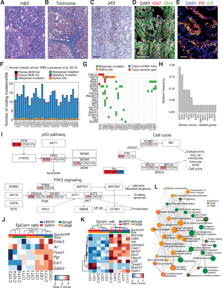 Figure 1. Histology and molecular features of NMU-induced mammary tumors. Virgin SD female mice were injected intraperitoneally with NMU and tumors harvested at various times after NMU administration herein referred as the characterization cohort. A–E, Paraffin-embedded tumor sections were analyzed by H&E (A), trichrome (B), IHC analysis of p63 (C), immunofluorescence for Ki67 and SMA (D), and immunofluorescence for PR and ER (E). Shown are representative images of well-differentiated adenocarcinomas, which were 55 of 59 tumors in the cohort. Scale bar, 100 μm. F–I, WGS of EpCAM+ tumor epithelial cells harvested from 31 NMU-induced tumors from 23 unique rats. Liver from tumor-free animal was used as control. F, Tumor mutational burden and types of mutations. G, Mutations found in breast cancer–driver genes. H, Frequency of mutations in selected breast cancer–driver genes. I, Population frequency of genetic aberrations in key breast cancer pathways. J–L, FACS sorted EpCAM+ tumor epithelial cells from NMU-induced tumors harvested from 10 tumors from 8 unique rats were analyzed by RNA-seq. Red and blue indicates HRlow and HRhigh tumors, respectively. Green and orange marks small and large tumors, respectively. J, Heatmap of gene expression Z-scores depicting the RNA expression of hormone receptors and selected luminal transcription factors. K, Heatmap of row-normalized Z-scores of genes differentially expressed between large (>7 mm) and small (≤7 mm) tumors. L, Pathways enriched in large and small tumors. Red lines indicate pathways highlighted in text. Node size indicates the number of genes within the pathway, line width indicates the number of shared genes between two gene sets. All tests for significance used Mann–Whitney–Wilcoxon test using a threshold of P = 0.05 unless otherwise specified; error bars representative of SD; box-whisker plots indicate 0th, 25th, 50th, 75th, and 100th percentiles.