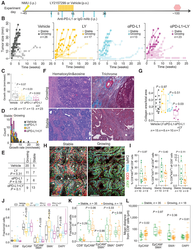 Figure 3. The effect of immunotherapy on tumor progression. A, Schematic experimental outline. Yellow and turquoise lines indicate treatment with LY2157299 (LY) and anti–PD-L1, respectively. Yellow lightning marks NMU injection. Red hexagon, experimental endpoint. B, Graphs depicting changes of diameter in tumors from the immunotherapy cohort. C, Individual tumor growth rates. Quartiles and range are shown. P value calculated on the basis of comparison of treated versus vehicle groups using a Mann–Whitney–Wilcoxon test. D, Histogram depicting growth rate distribution and the local minimum (red dashed line) between the two peaks used for growing/stable classification. E, Summary of tumor growth categories in each treatment group. P values were calculated using χ2 test. F, Representative images of H&E and trichrome staining. Scale bar, 100 μm. G, Graph depicting quantification of collagen content in stable and growing tumors and in the indicated treatment groups. Shown are quartiles and range. P values calculated by Mann–Whitney Wilcoxon test. H, Immunofluorescence analysis of SMA, CD8, and Ki67 in 10 stable and nine growing tumors. Scale bar, 100 μm. White arrows, Ki67+CD8+ cells in direct contact with malignant cells. Blue arrows, stroma-restricted Ki67+CD8+ cells. I, Graph illustrating quantification of immunofluorescence analysis of SMA, CD8, and Ki67 in stable and growing tumors. Shown are quartiles and range. P values calculated by Mann–Whitney–Wilcoxon test. Tumor cellular composition analysis by automated cell classification from WSI scans of immunofluorescence images stratified by treatment arm (J) or growth rate (K). Quartiles and range are shown. P values were calculated using the Mann–Whitney Wilcoxon test against vehicle. L, Nearest neighbor distance analysis for CD8+ cells to all other cell types from WSI. Quartiles and range are shown. P values were calculated using the Mann–Whitney–Wilcoxon test. All tests for significance used Mann–Whitney–Wilcoxon test using a threshold of P = 0.05 unless otherwise specified; error bars representative of SD; box-whisker plots indicate 0th, 25th, 50th, 75th, and 100th percentiles.