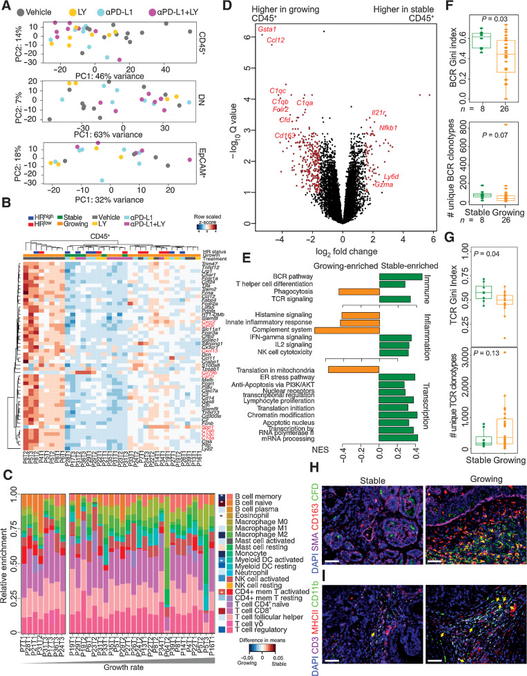 Figure 4. Tumor stromal characteristics of NMU-induced tumors in the immunotherapy-treated cohort. A, PCA plot of RNA-seq data of 34 CD45+, double 29 negative (DN), and 20 EpCAM+ cell samples from NMU-induced tumors harvested from immunotherapy treated rats. B, Heatmap of row-normalized Z-scores of genes differentially expressed in CD45+ cells between vehicle (N = 12) and all immunotherapy-treated tumors (N = 22). Red and blue indicates HRlow and HRhigh tumors, respectively. Green and orange marks stable and growing tumors, respectively. C, Immune cell type frequency estimation based on RNA-seq of CD45+ cells using CIBERSORT. P values calculated by Mann–Whitney–Wilcoxon test and difference between means shown *, P < 0.05. D, Volcano plot of genes differentially expressed in CD45+ cells between growing and stable tumors. Red points have a (log2 fold change)>1.5 and adjusted P < 0.05, and named genes are known to be immune related. E, GSEA normalized enrichment scores of pathways enriched in CD45+ cells from growing and stable tumors (FDR < 0.1). Gini index and number of unique clonotypes describing BCR (F) and TCR (G) repertoire heterogeneity in growing versus stable tumors. P values calculated using Mann–Whitney–Wilcoxon test. Immunofluorescence analysis of SMA, CD163, and complement factor D (CFD) (H) and CD11b, CD3, and MHCII (I) in growing and stable tumors. Scale bar, 100 μm. All tests for significance used Mann–Whitney–Wilcoxon test using a threshold of P = 0.05 unless otherwise specified; error bars representative of SD; box-whisker plots indicate 0th, 25th, 50th, 75th, and 100th percentiles.