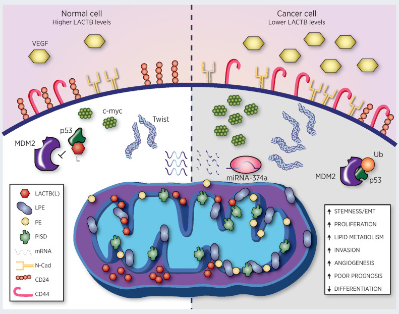 Figure 2. LACTB effects in a normal cell and cancer cell. LACTB downregulation in cancer cells (through expression of miRNA-374a) leads to an increase in stemness/EMT (through increases of EMT factors such as Twist), angiogenesis (through increased levels of VEGF), proliferation (through increased levels of myc), invasion, lipid metabolism, and a decrease in differentiation. Lower LACTB levels in cancer cells also leads to degradation of p53 through mouse double minute 2 (MDM2). Increasing levels of LACTB to the physiologic levels in normal cells leads to decreases of mitochondrial lipid metabolism (through downregulation of PISD, PE, and LPE in mitochondrial membranes), stabilization of p53, and induction of differentiation (as manifested by increase in epithelial markers and decrease in mesenchymal markers). N-Cad, N-cadherin.