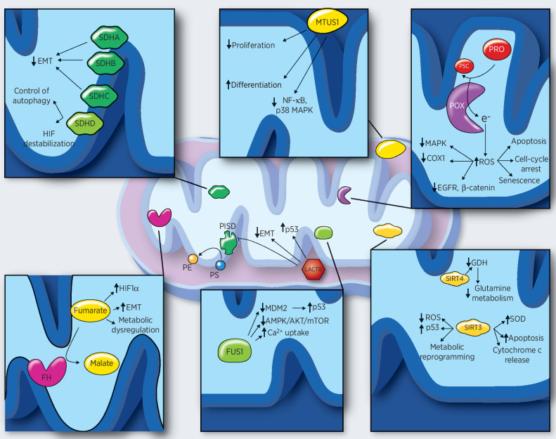 Figure 1. Individual mitochondrial tumor suppressors and their main mechanisms of action. LACTB expression leads to stabilization of P53, downregulation of PISD and EMT, and induction of differentiation. SDHA, SDHB, and SDHC decrease EMT, whereas SDHD controls the autophagy and induces HIF1α destabilization. MTUS1 controls NF-κB and MAPK signaling pathways and is able to induce differentiation and repress cancer cell proliferation. Increased ROS levels, due to the enzymatic activity of POX, impair MAPK, EGFR, and Wnt/β-catenin signaling pathways; decrease COX1 levels; and induce apoptosis, cell-cycle arrest, and senescence. FH catalyzes the reaction from fumarate to malate. Accumulation of fumarate, due to FH inactivation, induces HIF1 stabilization, EMT, and metabolic dysregulation. FUS1 stabilizes p53 through MDM2, inhibits AMPK/AKT/mTOR pathways, and enhances Ca2+ uptake. SIRT3 activity leads to p53 stabilization decrease in ROS levels, metabolic reprogramming, apoptosis, and increase in SOD levels. SIRT4 downregulates the glutamine metabolism through GDH. GDH, glutamate dehydrogenase; MDM2, mouse double minute 2; PE, phosphatidylethanolamine; P5C, Δ1-pyroline-5-carboxylate; PISD, phosphatidylserine decarboxylase; PRO, proline; PS, phosphatidylserine; SOD, superoxide dismutase.