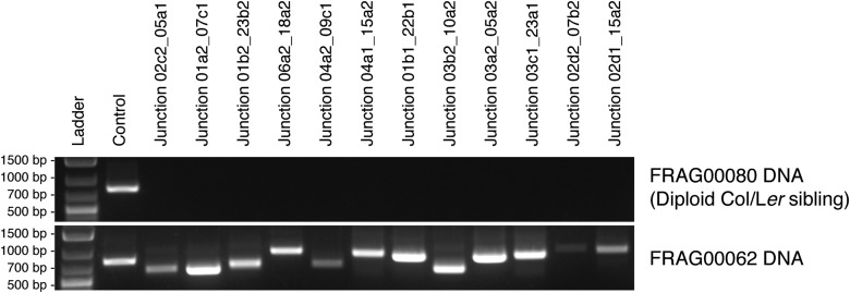 Figure 5—figure supplement 1.