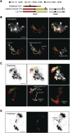 Figure 4—figure supplement 2.