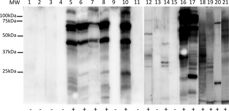 Fig. 2