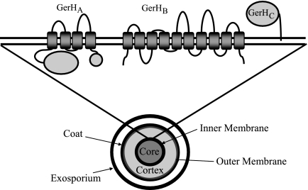 Fig 5