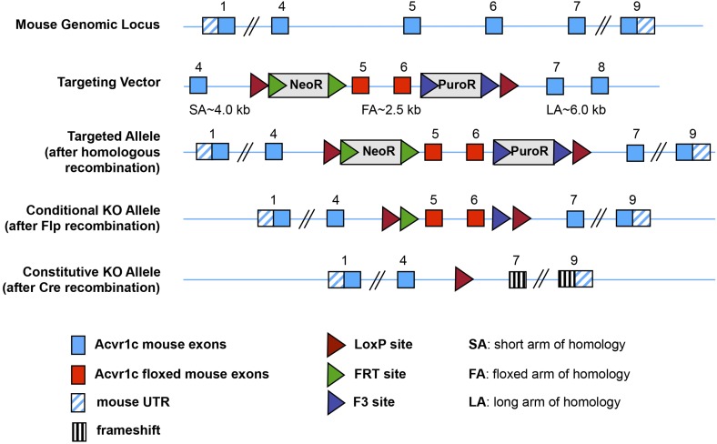 Figure 1—figure supplement 1.