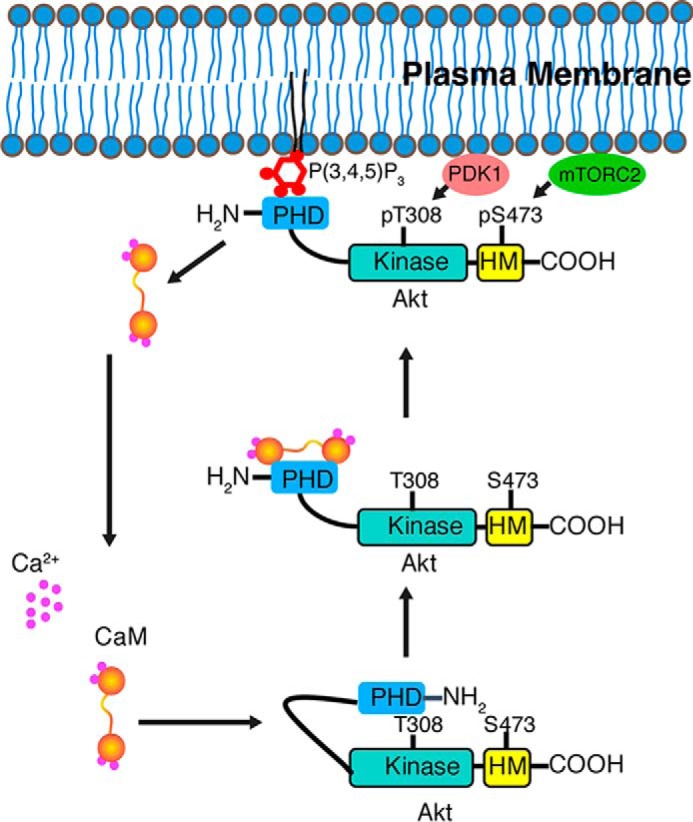 FIGURE 11.