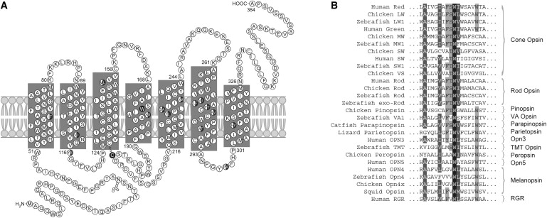 Figure 4