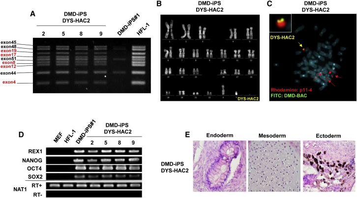 Figure 2